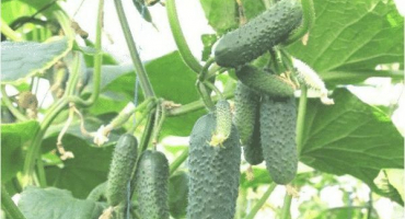 Popis odrůdy okurky bjorn f1, její péče a výnos